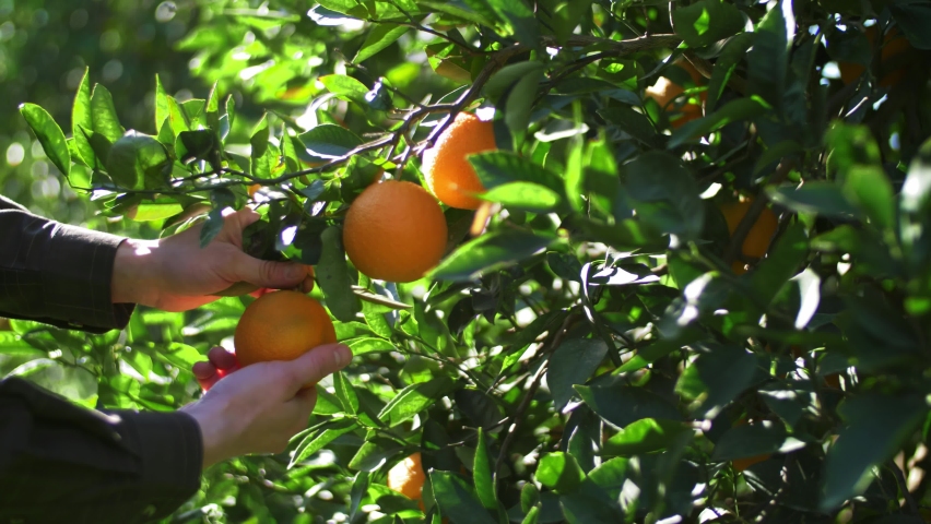 farmer picking fresh oranges. orange fruit trees. sweet orange orchard. small local produce of citrus fruits, important crops in Turkey. beautiful video agriculture. harvesting fruits. Royalty-Free Stock Footage #1067343664