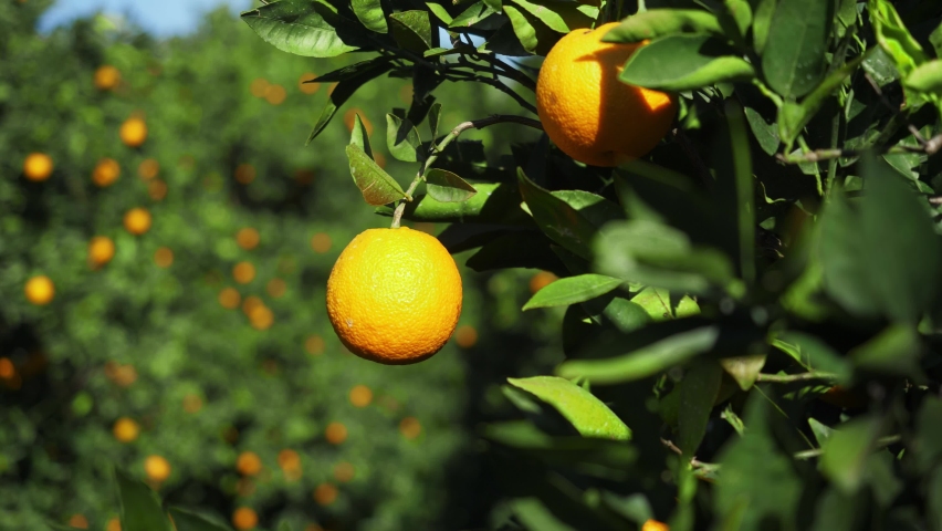 farmer picking fresh oranges. orange fruit trees. sweet orange orchard. small local produce of citrus fruits, important crops in Turkey. beautiful video agriculture. harvesting fruits. Royalty-Free Stock Footage #1067343943