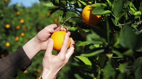farmer picking fresh oranges. orange fruit trees. sweet orange orchard. small local produce of citrus fruits, important crops in Turkey. beautiful video agriculture. harvesting fruits.