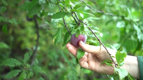 Ripe and sweet cherry plums on a branch in the rays of sunlight. the woman reaches out and touches the plum, erasing of the natural wax of the fruit. Fresh plums are harvested by tree, birds singing.