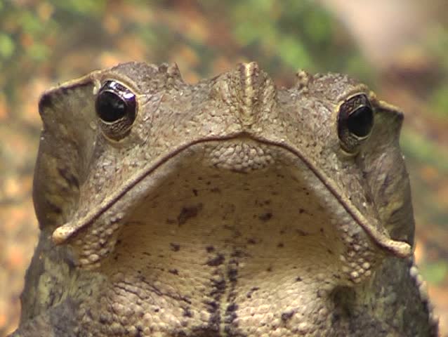 Crested forest toad Rhinella margaritifer 