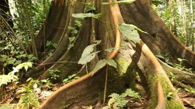 Video-footage: Rainforest in Peru, South america. 