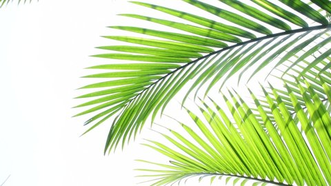 Tropical Palm Leaf Isolated On White Stock Photo 1918405322 | Shutterstock