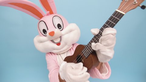 Positive funny musician guitarist plays music by ukulele or Hawaiian guitar isolated on blue. Easter bunny or rabbit or hare celebrates Happy easter