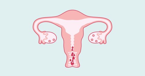Educational video on how ovulation and menstruation occur in the female body. The reproductive system in women. Uterus, vagina, vagina, eggs, ovaries are drawn with the correct anatomical shape