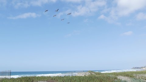 Big brown pelican flying, blue sky of pacific coast, Encinitas California USA. Large birds soaring over ocean beach. Flock of pelecanus above sea shore. Coastal wildlife, animals flapping wings in air