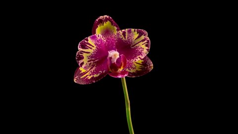 Blooming Yellow - Magenta Orchid Phalaenopsis Flower on Black Background. Big Bang Orchid. Time Lapse. 4K.

