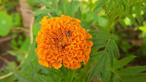A honey bee collecting and  taking honey a marigold flower.
A bee sits on a marigold flower. Red and orange flower, botanical photographs.
Bumblebee pollinating flower tagetes. Bee on marigold .
