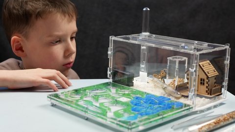 Boy watching ants live at ant farm. Observation of ants behaviors. Domestic insects