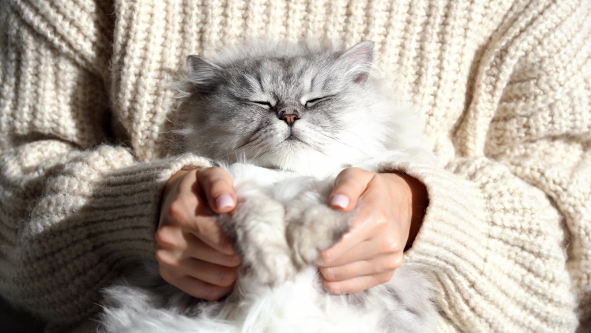 Woman in cozy sweater petting her lovely fluffy relaxed cat paws. Cute kitten with closed eyes sleeping in woman arms. Love for cats. Pets and human connection and trust Royalty-Free Stock Footage #1067379929