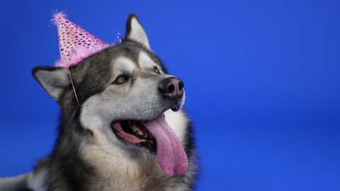 Alaskan Malamute lies in a pink party hat in the studio on a blue background. The dog looks up with its expressive dark brown eyes. Slow motion. Close up.