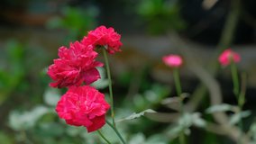red roses bloom in the garden