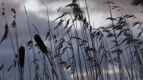 Nature background of reeds swaying against dramatic sky and clouds UK 4K
