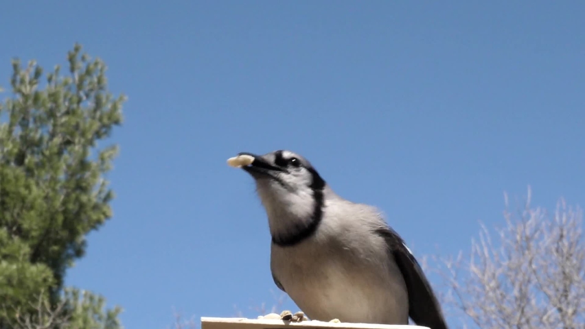 Macro shot of a jay taking some peanuts into its crop. | Shutterstock HD Video #1067388848