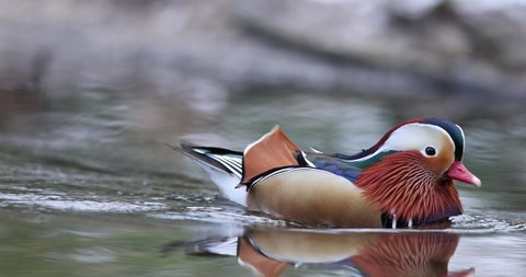 The mandarin duck is a perching duck species native to the East Palearctic. 