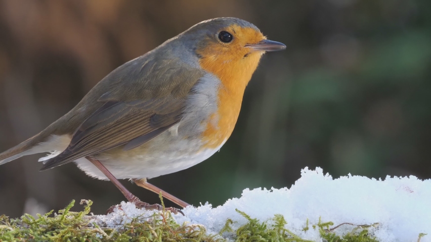 eurpean redbreast robin in winter looking for food in the snow and eating worms, whole bird and head, several scenes, 50fps, erithacus rubecula Royalty-Free Stock Footage #1067393459