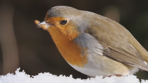eurpean redbreast robin in winter looking for food in the snow and eating worms, whole bird and head, several scenes, 50fps, erithacus rubecula