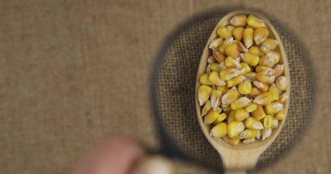 Examine a spoonful of corn grains with a magnifying glass. Top view.