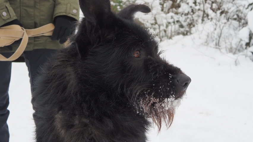 Young woman playing with funny Black pet dog with snow. on the background. Playing with the snow. Adorable dog enjoying her time, winter time. Copy space