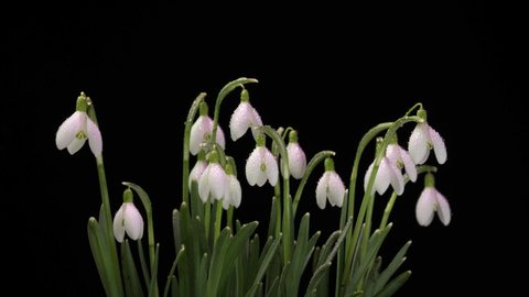 a bouquet of spring galanthus on a black background, spring snowdrops, time lapse, alpha channel