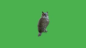 owl green screen animated video