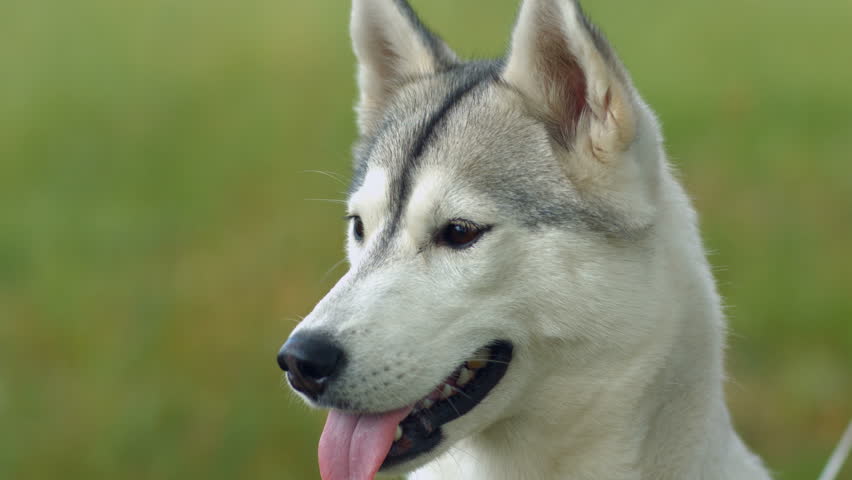 Husky