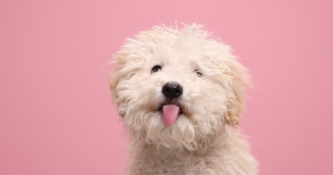 little caniche dog licking his nose, looking to his side and sniffing on pink background