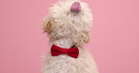 cute caniche dog licking his mouth, wearing a red bowtie, sniffing something on the ground and looking to his side on pink background