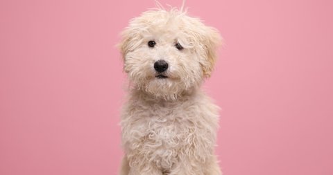 sweet little poodle dog licking his mouth, bowing his head, smelling around and looking at the camera on pink background