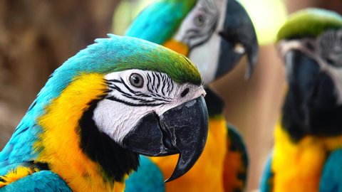 4K beautiful plumage of the blue-and-yellow macaw (Ara ararauna), the blue-and-gold macaw