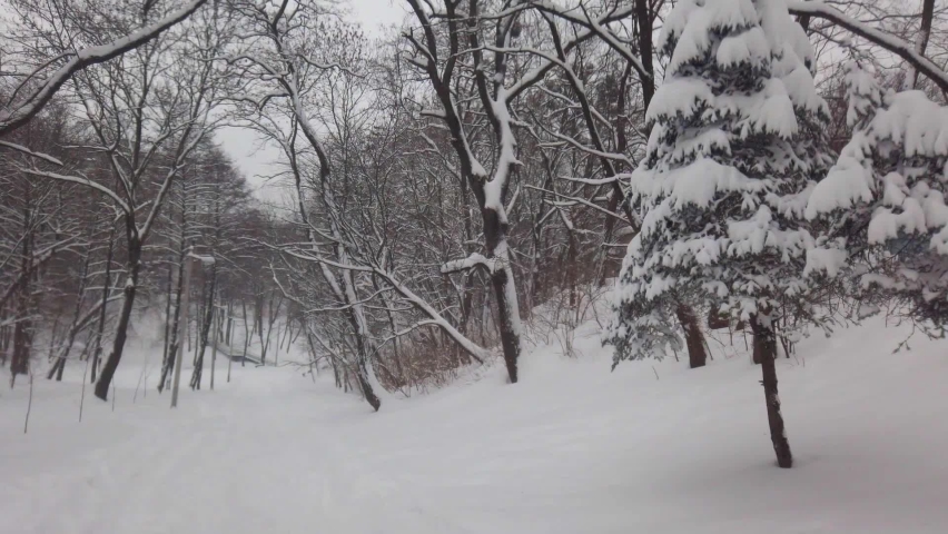 A blizzard in the park. Shooting in winter.