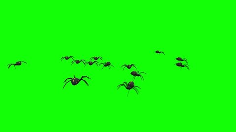 Spiders Walking on Green Screen