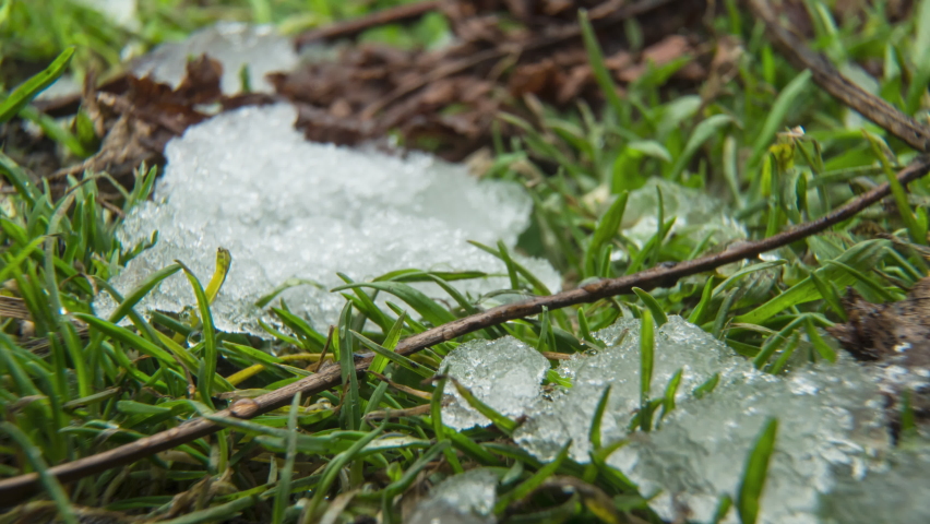 Macro time-lapse shot of shiny melting snow particles turning into liquid water and unveiling green grass and leaves. Change of season from winter to spring in the forest.