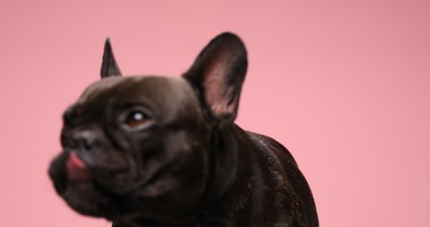 precious little French bulldog baby animal standing on pink background in studio, looking up and licking nose, sitting and waiting for food