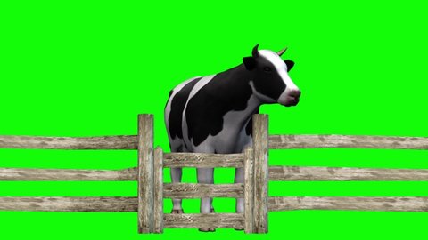 Cows Herd Grazing at Fence on Green Screen