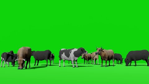 Cows Herd Grazing on Green Screen