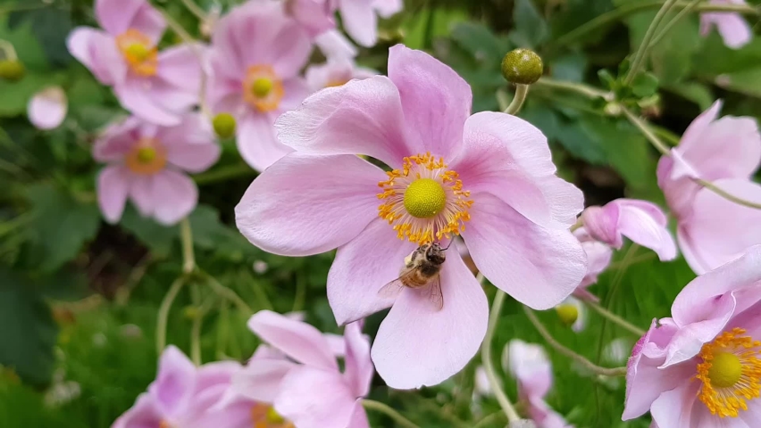 Zoom out of honey bee, apis mellifera, gathering nectar from pink Japanese Anemone, Anemone x hybrida montrose, flowers Royalty-Free Stock Footage #1067432576