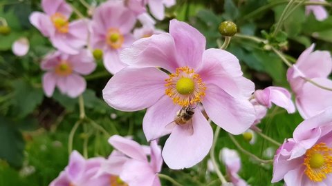 Zoom out of honey bee, apis mellifera, gathering nectar from pink Japanese Anemone, Anemone x hybrida montrose, flowers