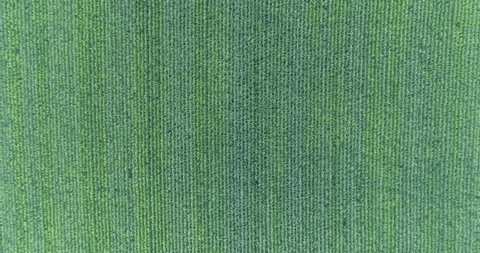 Drone fly over Corn field, Brittany... LOG