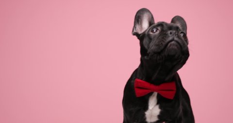 elegant gentleman French bulldog puppy wearing red bowtie and curiously looking up, sitting on pink background in studio
