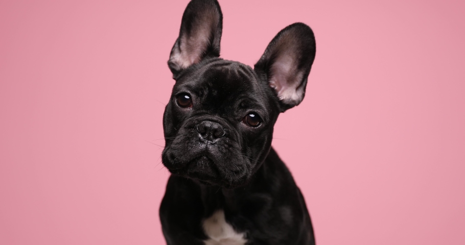 cute French bulldog baby animal moving head in both sides and sitting on pink background in studio Royalty-Free Stock Footage #1067434097