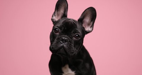 cute French bulldog baby animal moving head in both sides and sitting on pink background in studio