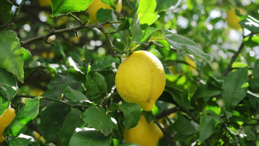 ripe lemons hanging on tree, growing lemon. man farmer picking ripe lemons. bunches of fresh yellow ripe lemons on lemon tree in Italian garden Royalty-Free Stock Footage #1067434124