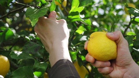 ripe lemons hanging on tree, growing lemon. man farmer picking ripe lemons. bunches of fresh yellow ripe lemons on lemon tree in Italian garden