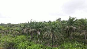 The video showing the aerial view of large and systematic plantation of palm oil tree at the tropical rainforest of Sarawak, Malaysia, Southeast Asia.