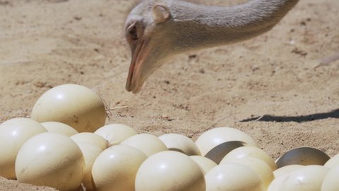 Close up of ostrich standing on a nest hatches offspring eggs. Birds taking care of eggs. The common ostrich (Struthio camelus), or simply ostrich, is a species of large flightless bird native.