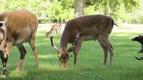 deer eating grass, this video is suitable for your business