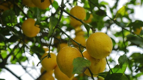 lemon trees with ripe yellow lemons in citrus orchard. beautiful nature background. fruits growing in the Mediterranean. Mediterranean fruit plants and trees, citrus crops. autumn harvest
