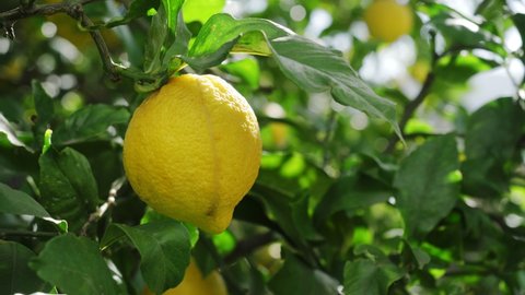 lemon trees with ripe yellow lemons in citrus orchard. beautiful nature background. fruits growing in the Mediterranean. Mediterranean fruit plants and trees, citrus crops.