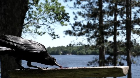 Large bird gulps down grape jelly from a lakeside platform.